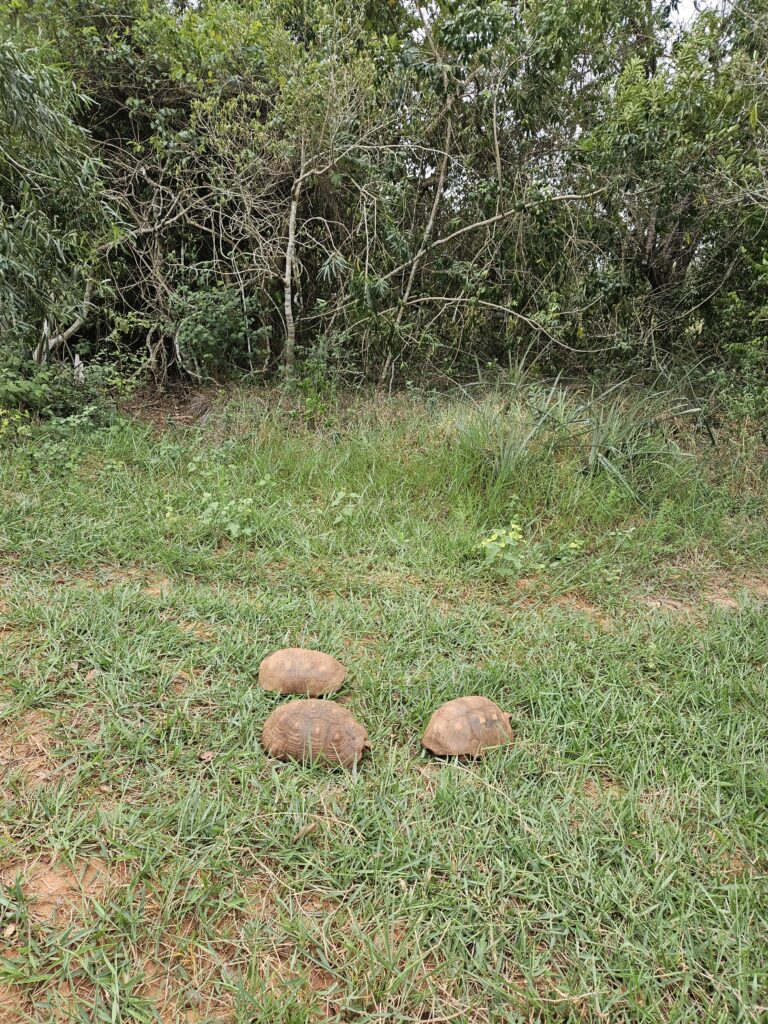 Jabuti é solto no Recanto Ecológico Rio da Prata