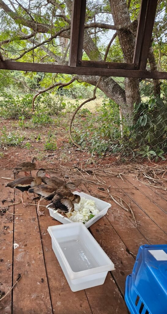 Irerês são soltos no Recanto Ecológico Rio da Prata.