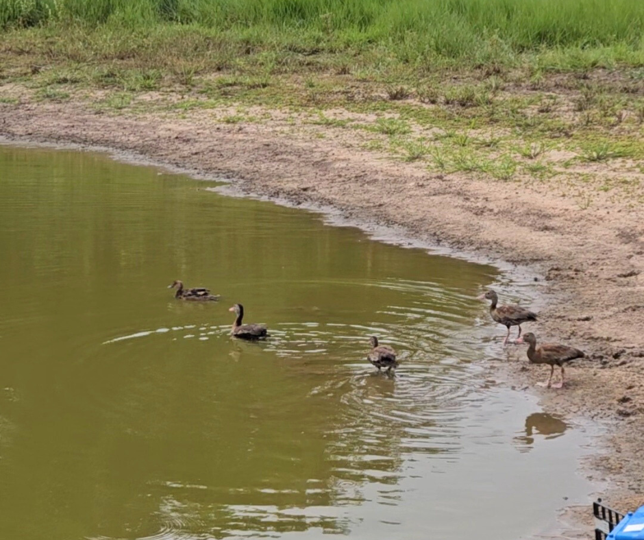 Cras realiza soltura inédita no Recanto Ecológico Rio da Prata